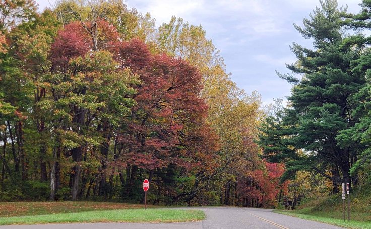 Contrast of green, red, and yellow trees lining a section of the Blue Ridge Parkway 