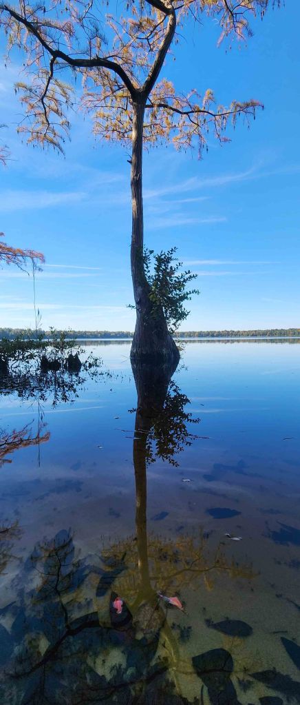 Base of a Pond Cypress tree jutting up from blue water being reflected in crystal clear water.