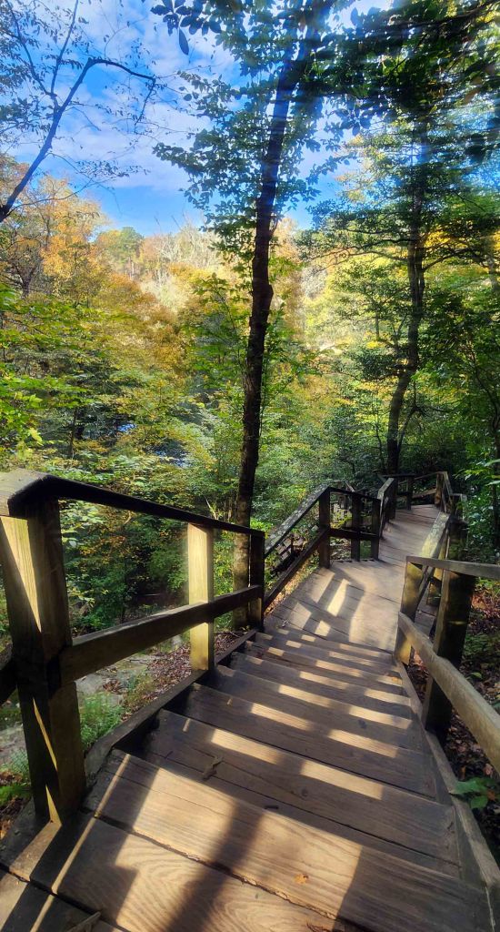Fall foliage surrounding a series of stairs descending into the forest.
